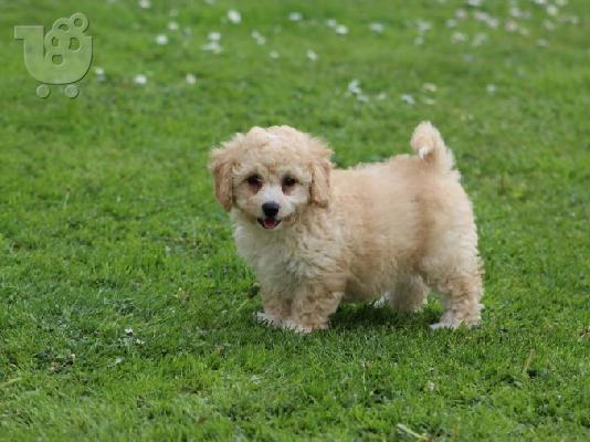 PoulaTo: Cavapoo Red